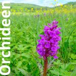 Orchideen, Finne, Landschaftsschutzgebiet, Rastenberg