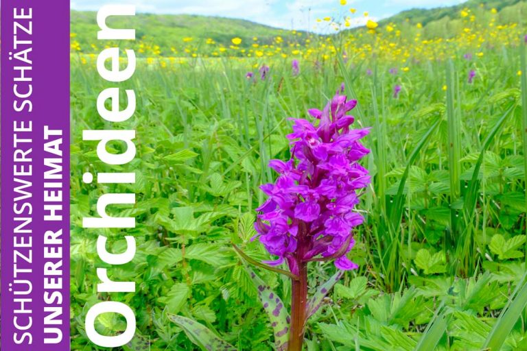 Orchideen, Finne, Landschaftsschutzgebiet, Rastenberg
